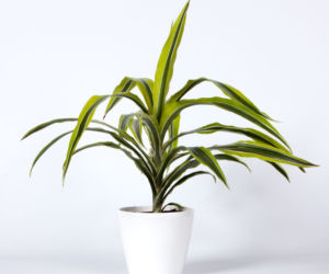 Dracena wonna