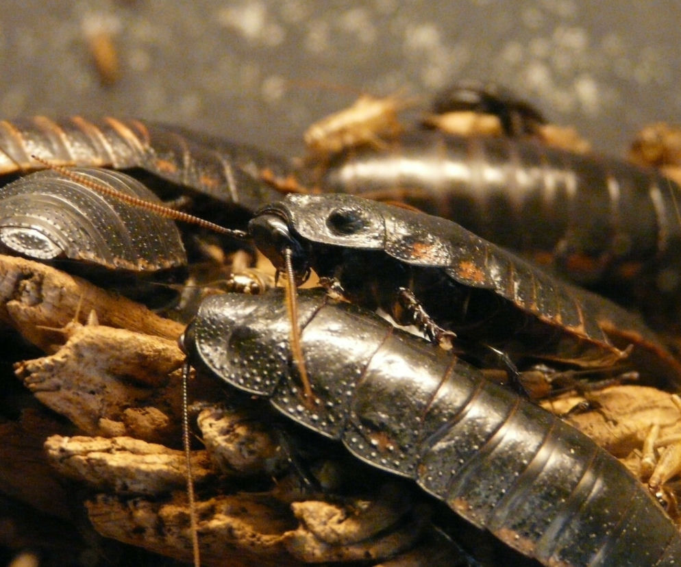 Plaga karaluchów w Lublińcu. Robale wchodzą ludziom do uszu!