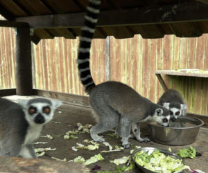 W zoo pod Lublinem urodził się lemur