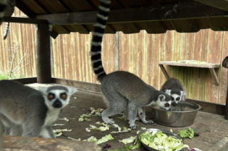 W zoo pod Lublinem urodził się lemur
