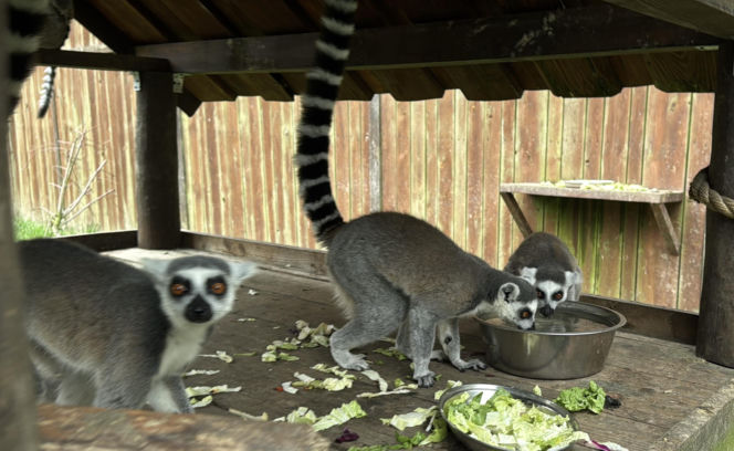 W zoo pod Lublinem urodził się lemur