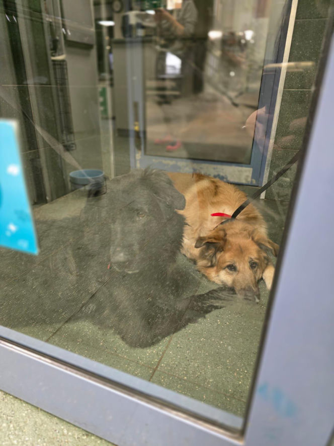 Wielka akcja w schronisku pod Radomiem. Zwierzęta pilnie szukają domów!