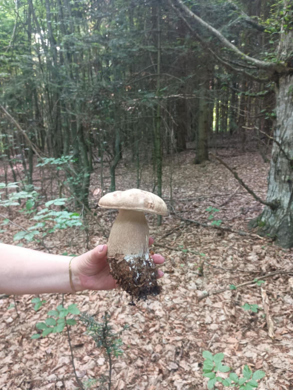 Grzyby są już w woj. lubelskim!