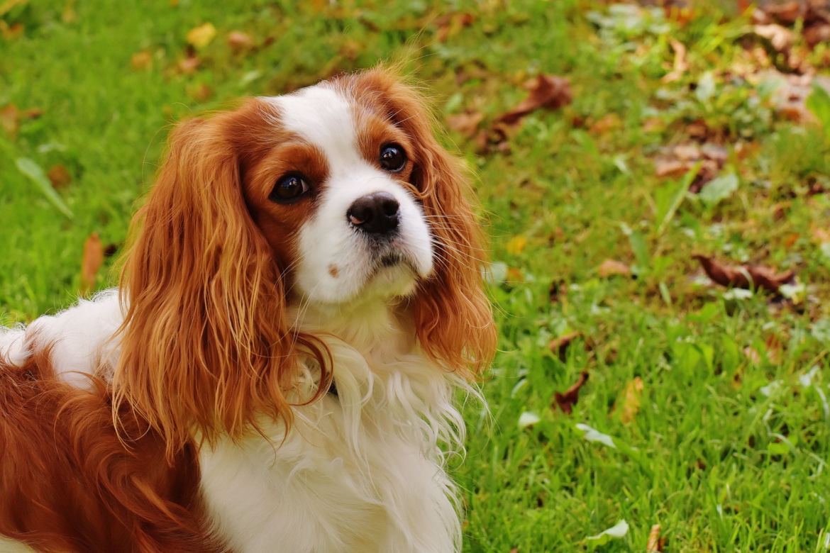 Rasy psów do małych mieszkań: cavalier king charles spaniel 