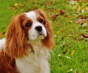 pies do małego mieszkania - cavalier king charles spaniel