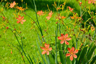 Belamkanda chińska  - Belamcanda chinensis