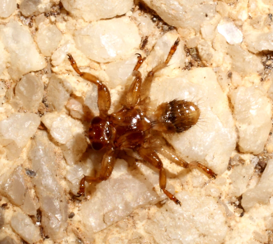 Latające kleszcze. Jak wygląda strzyżak sarni? Ukąszenie insekta jest nieprzyjemne i groźne dla ludzi