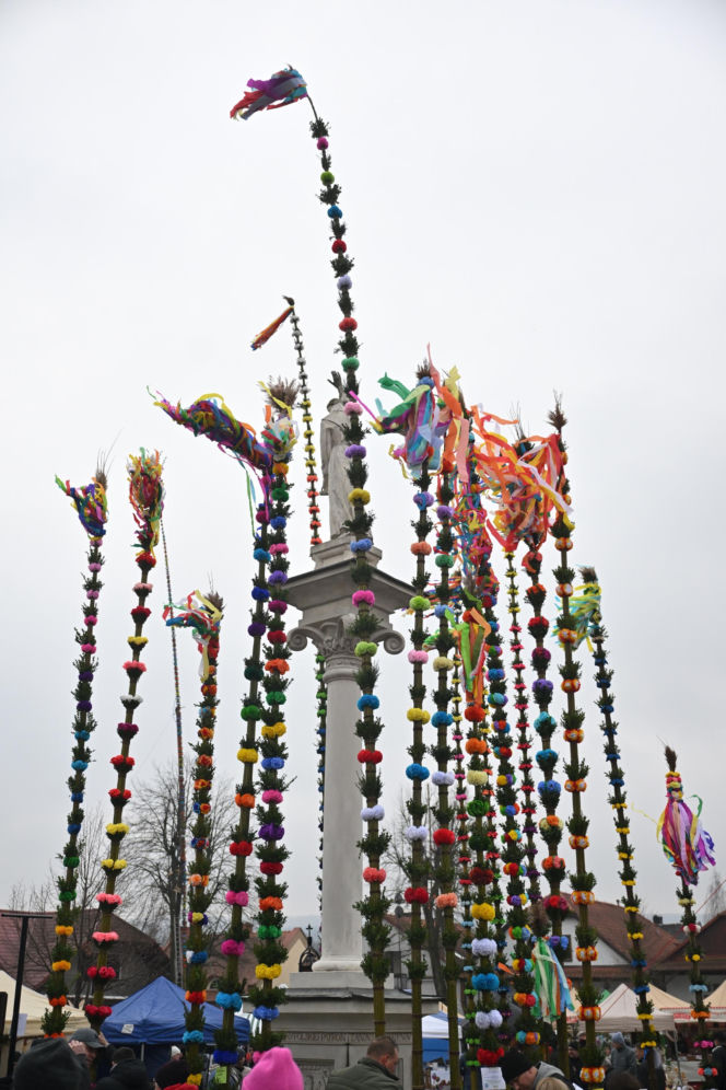 35 metrów i 80 centymetrów liczy palma, która zwyciężyła tegoroczny konkurs palm w Lipnicy Murowanej