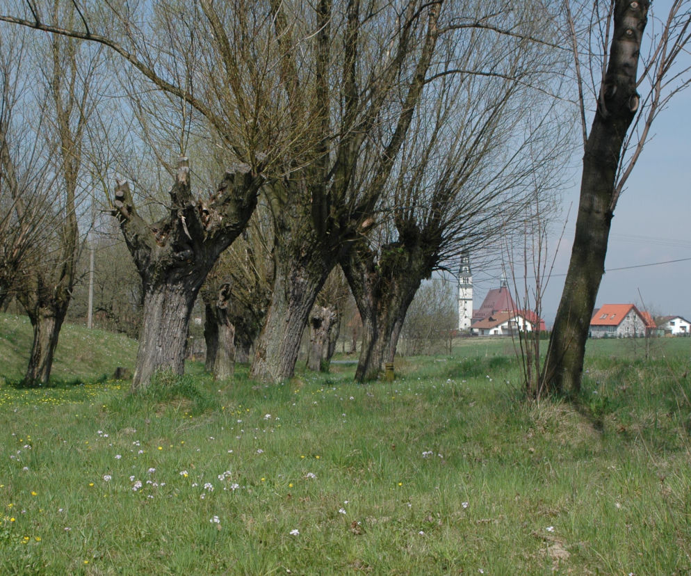Wierzby to oznaka podmokłego gruntu