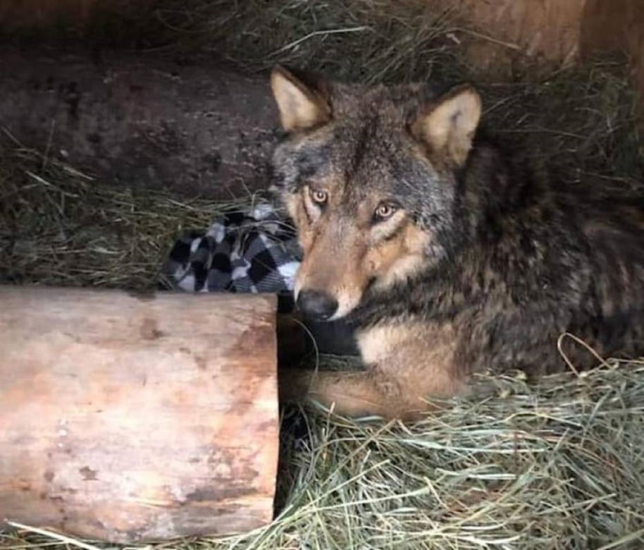 Rozjechany wilk odzyskał zdrowie i wolność