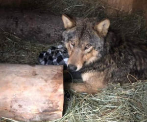 Rozjechany wilk odzyskał zdrowie i wolność