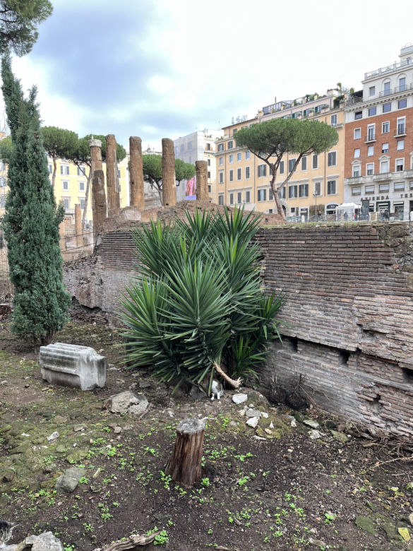 Largo Argentina w Rzymie. Koty zamieszkały w starożytnych ruinach - zobacz zdjęcia