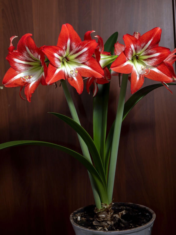 Kwiat hippeastrum