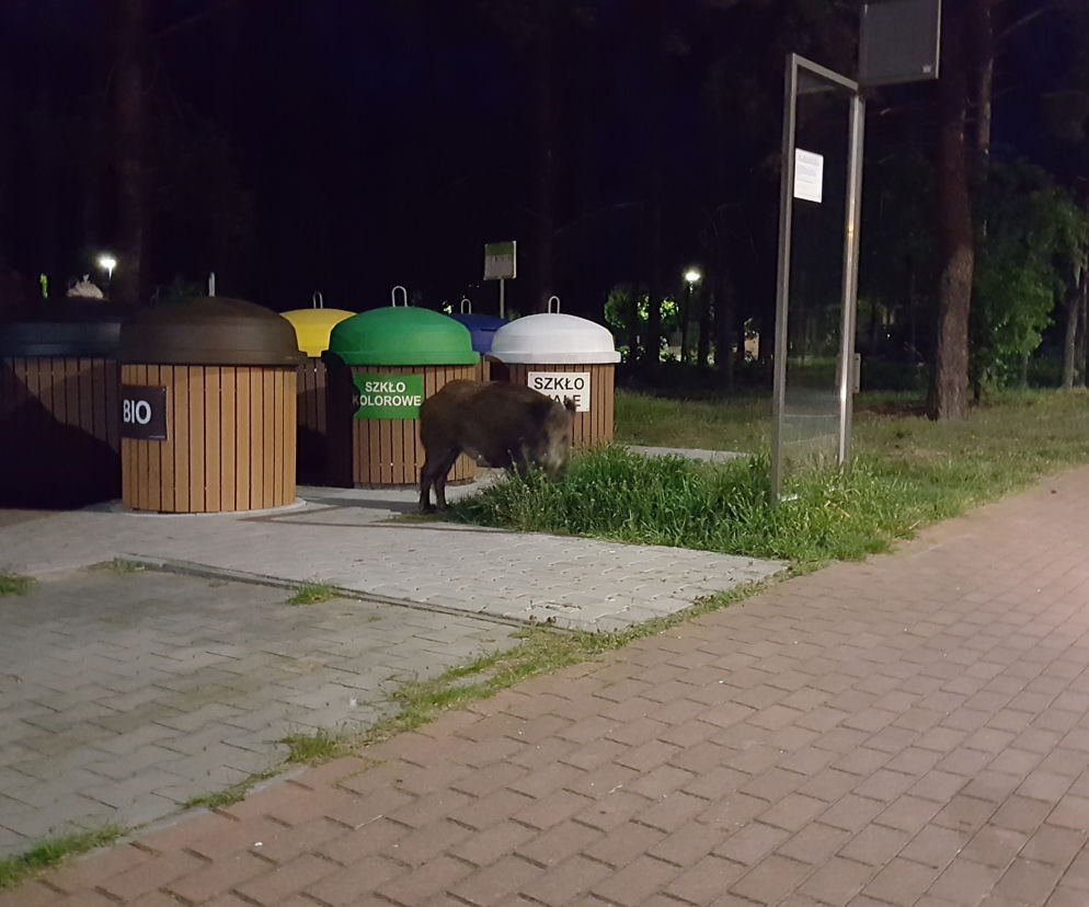 Miasto znalazło sposób na dziki. To pasy zaporowe i ...ludzki pot