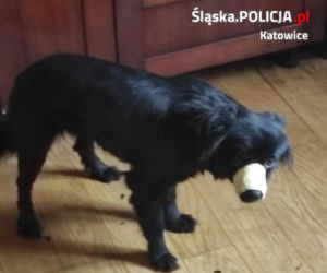 Sadysta sklejał Misi pyszczek taśmą i trzymał uwiązaną na łańcuchu do mebli. Policja odebrała mu psa