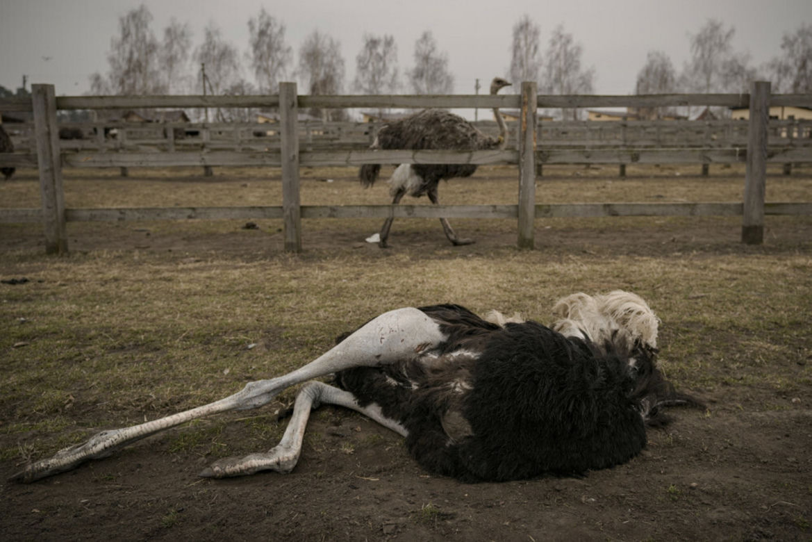 Wojska Putina specjalnie zbombardowały zoo! Zginęły setki zwierząt