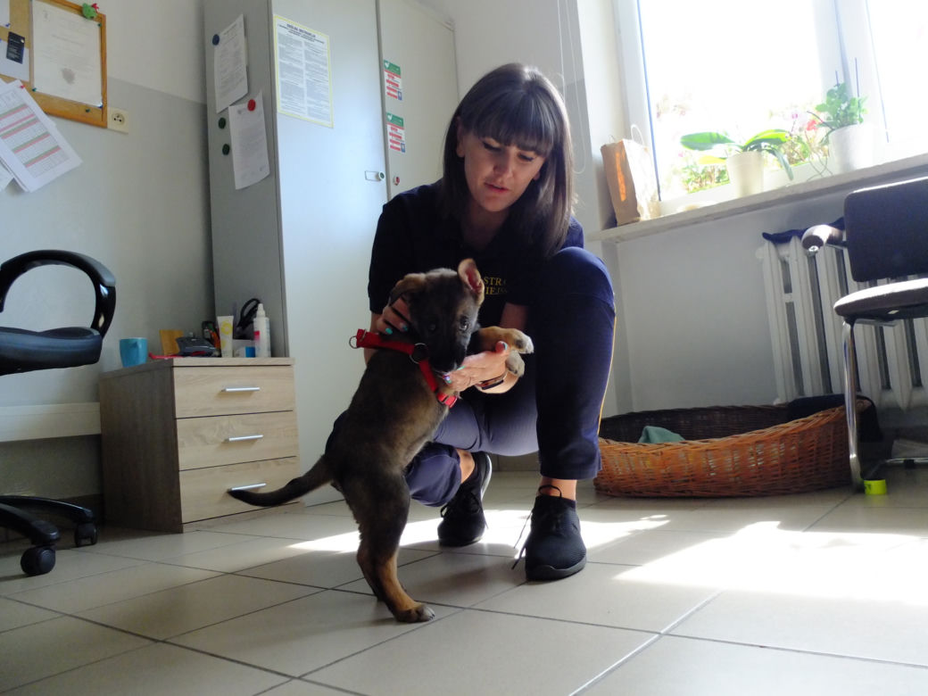 Świdnik. Paloma ma nowy dom. Przygarnęła ją funkcjonariuszka Straży Miejskiej