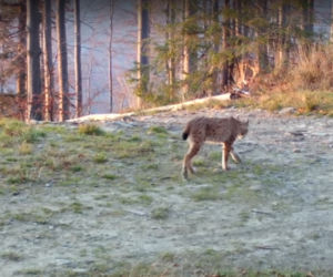 Rysia mama z młodymi wpadła w wideopułapkę w Beskidach. To pierwszy taki przypadek