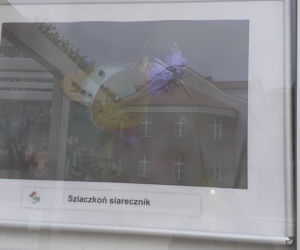 Wystawa zdjęć motyli i ciem w iławskiej Galerii Jazzowej