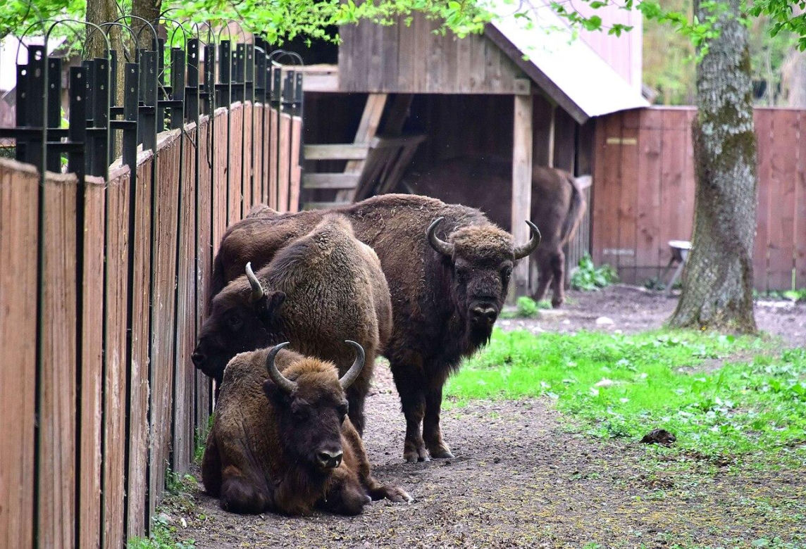 Białowieża - małe Zakopane w woj. podlaskim