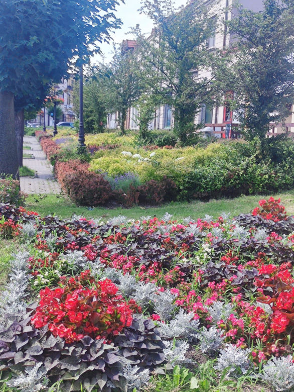 Zielony Rynek w Pińczowie