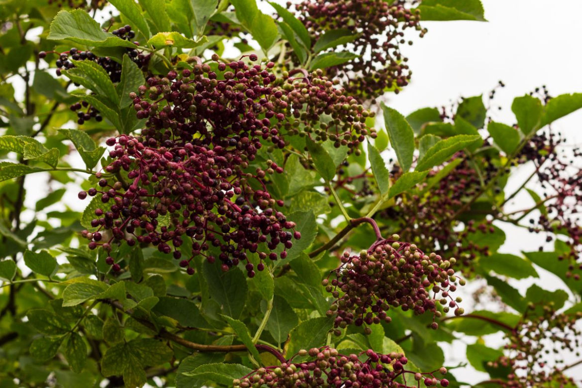 Czarny bez