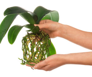 Przesadzanie storczyka Phalaenopsis