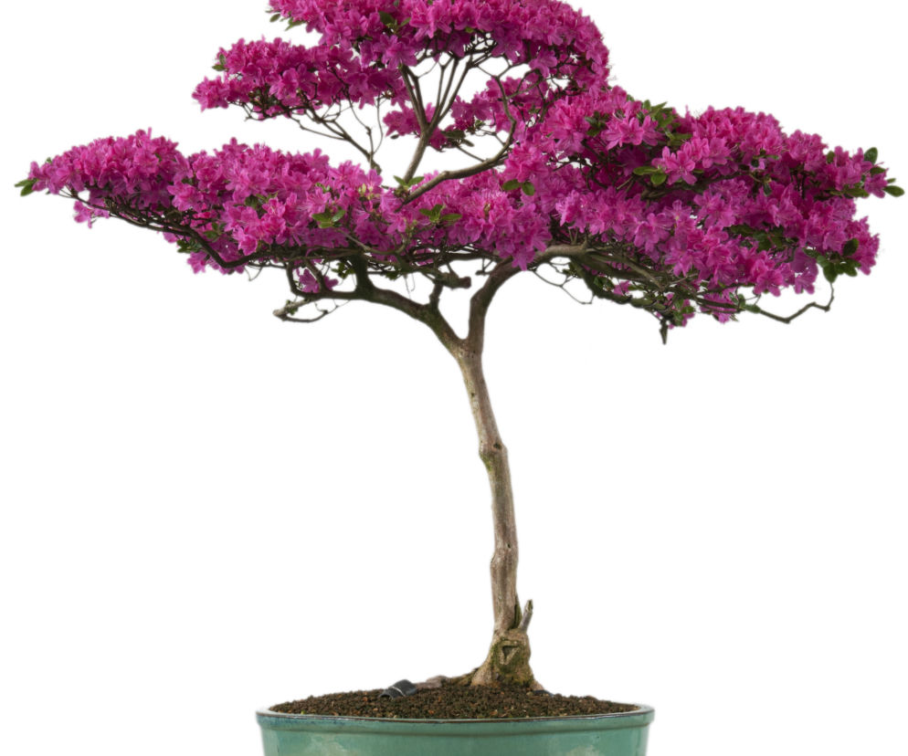 bonsai