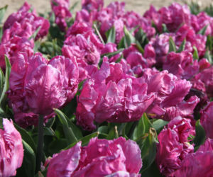 Tulipany na polach w Chrzypsku Wielkim