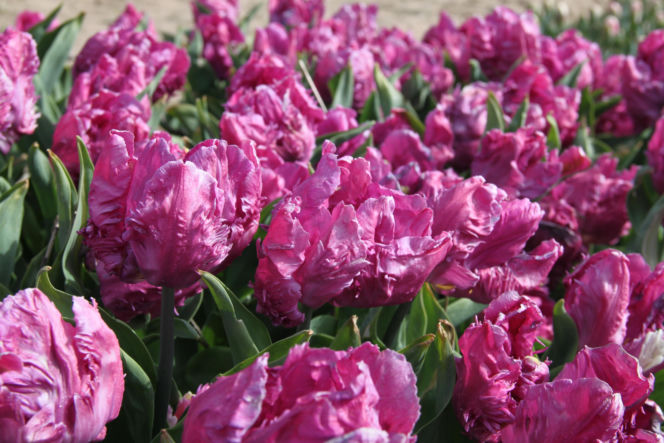 Tulipany na polach w Chrzypsku Wielkim