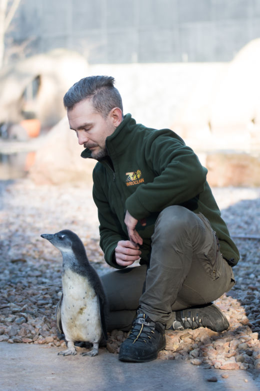 Nowy pingwin we wrocławskim zoo