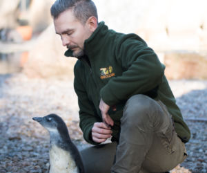 Nowy pingwin we wrocławskim zoo