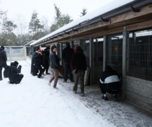 „Maszynka do mielenia mięsa i pałki z krwią”. Kulisy zamknięcia schroniska „Happy Dog”. Co dalej?