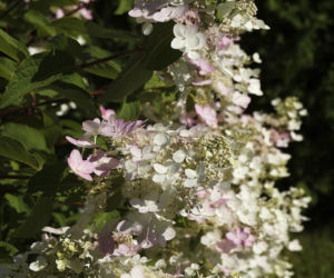Hortensja bukietowa ‘Pinky Winky’