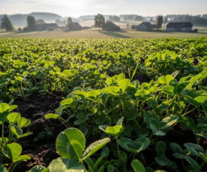Rolnictwo ekologiczne coraz bardziej opłacalne? 