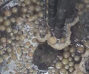 Pączki zapchały wodociąg w Wielkopolsce! Były ich dziesiątki