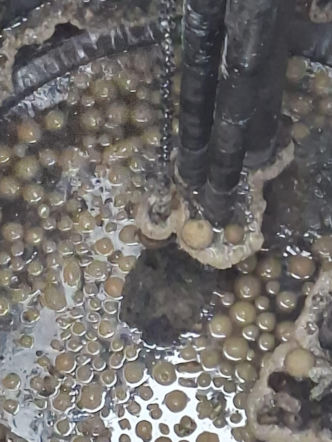 Pączki zapchały wodociąg w Wielkopolsce! Były ich dziesiątki