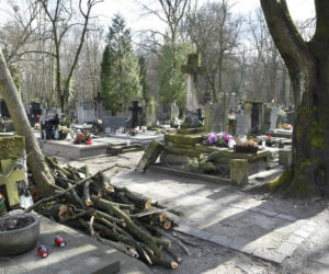 Powalone drzewa na Cmentarzu Powązkowskim