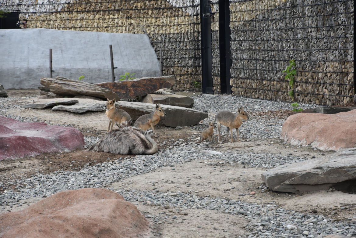 Lubelskie: Są naprawdę słodkie! Zobaczcie małych mieszkańców zamojskiego zoo [GALERIA]