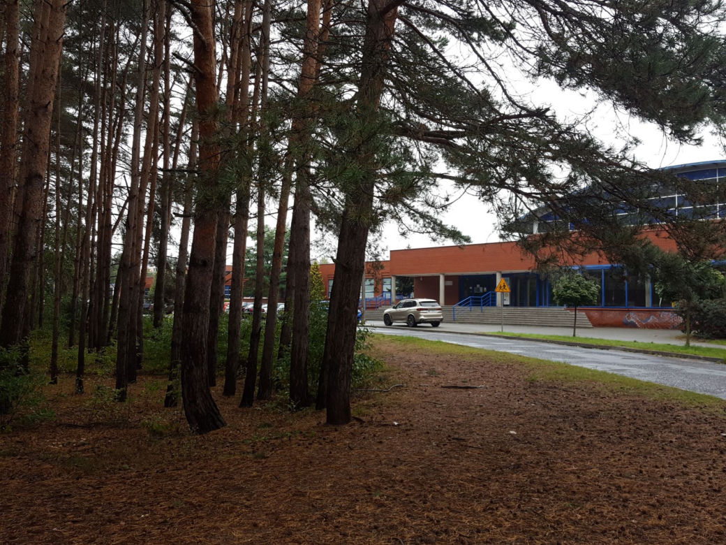 Miał być park, będzie wycinka? Miasto wystawiło na sprzedaż hektar lasu na Rejtana