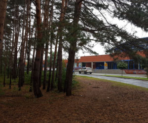 Miał być park, będzie wycinka? Miasto wystawiło na sprzedaż hektar lasu na Rejtana