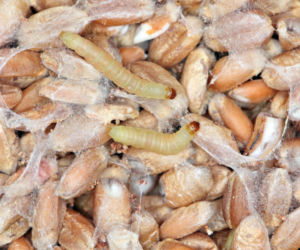 Zamiast do kieliszka użyj do pułapki na mole spożywcze! W jedną noc wszystkie mole utopią swoje smutki i przestaną żerować w kuchni. Domowy sposób na mole spożywcze 