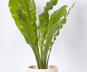 asplenium