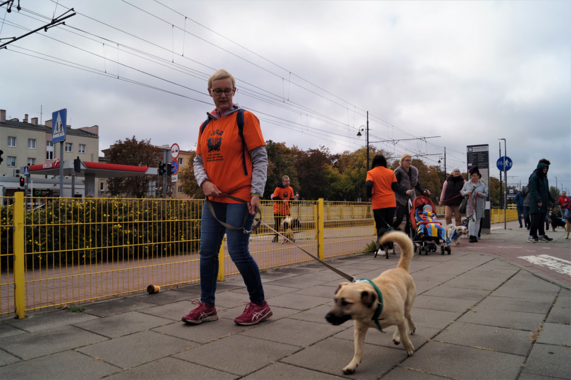 Parada Psów Adoptowanych w Bydgoszczy 2022 [ZDJĘCIA]
