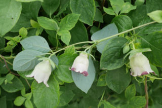 Dzwonkowiec kosmaty - Codonopsis pilosula