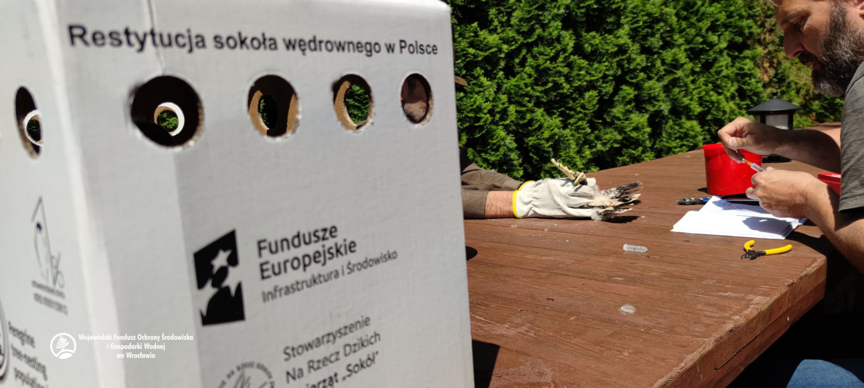 Dolina Baryczy: Zaobrączkowali sokoły wędrowne. Celem jest ochrona tego gatunku [ZDJĘCIA]