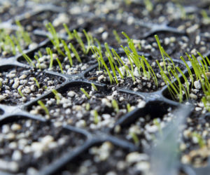 Kiedy i jak wysiewać pora na rozsadę w domu?