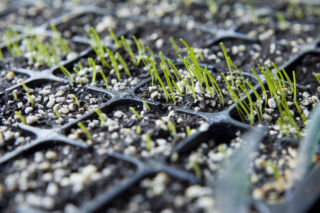Czy wiesz, kiedy siać nasiona pora na rozsadę? Oto niezbędne wskazówki!