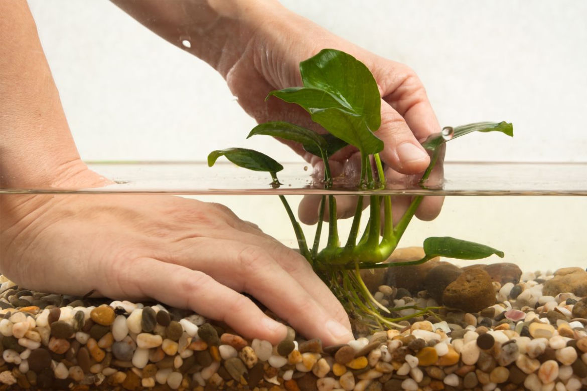 Anubias