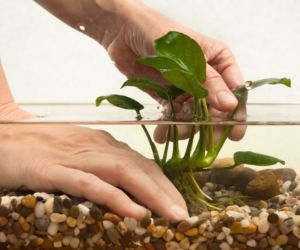 Anubias